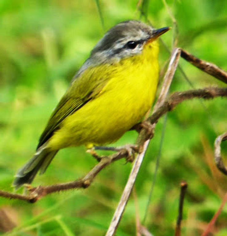 5. Indulge in Bird watching